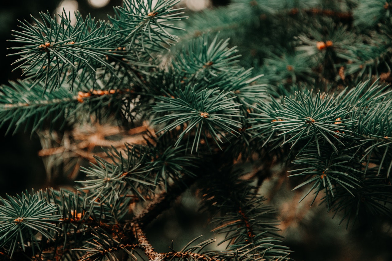 christmas tree collection