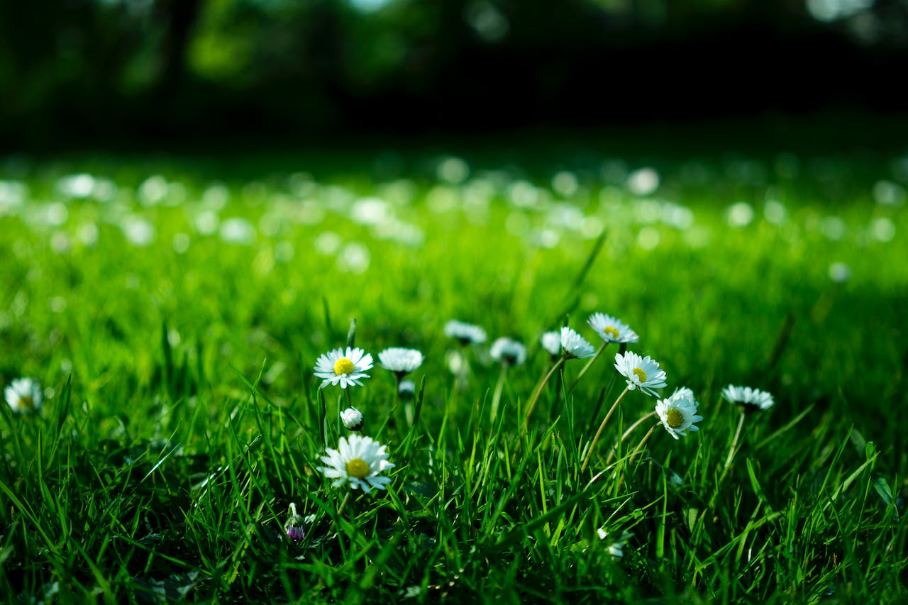 Prepping Your Garden For The Summer